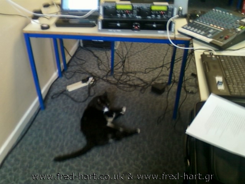 Caddy, the Cirencester College Cat